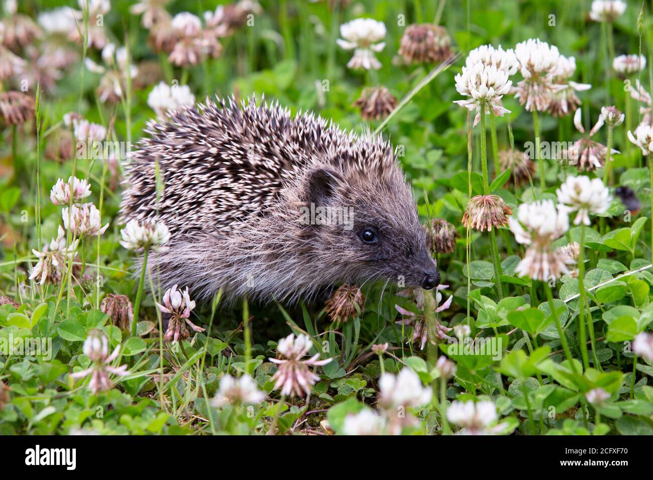 Little clover hi-res stock photography and images - Alamy