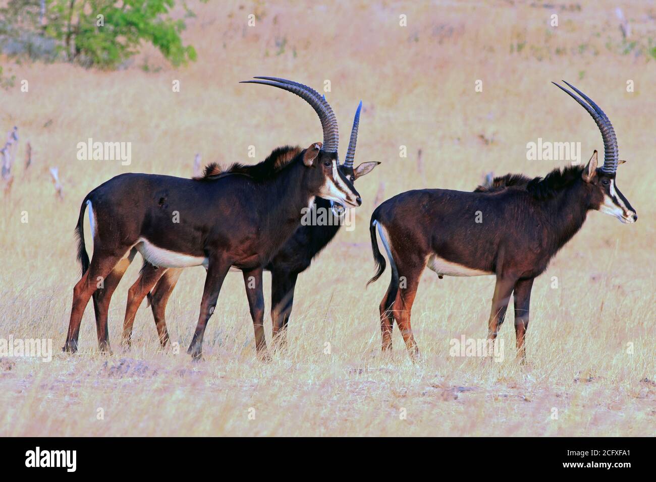 Three Male Sable Antelopes standing in the dry yellow grass on the African Savannah.  Hwange National Park, Zimbabwe Stock Photo