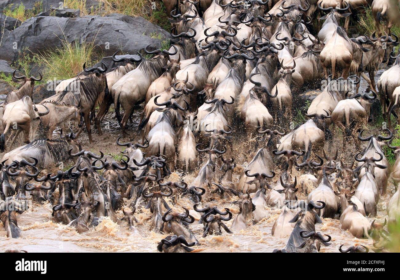 Wildebeest crossing the Mara River in Kenya during the great yearly migration which occurs in July and August.  Kenya, Eastern Africa, Stock Photo