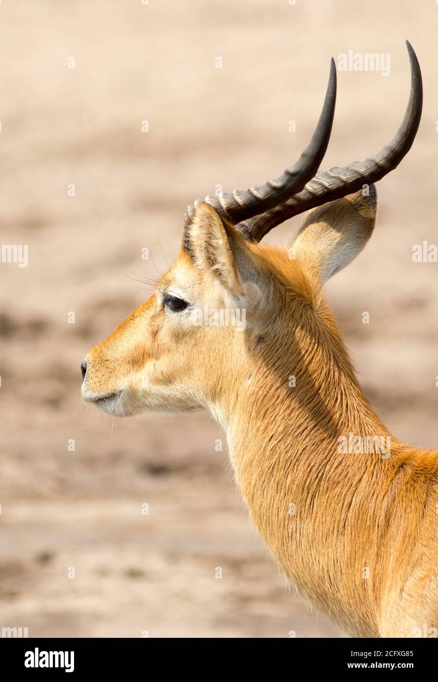 Male Puku (Kobus vardonii), head with good detail on horns and face. South  Luangwa, Zambia Stock Photo - Alamy