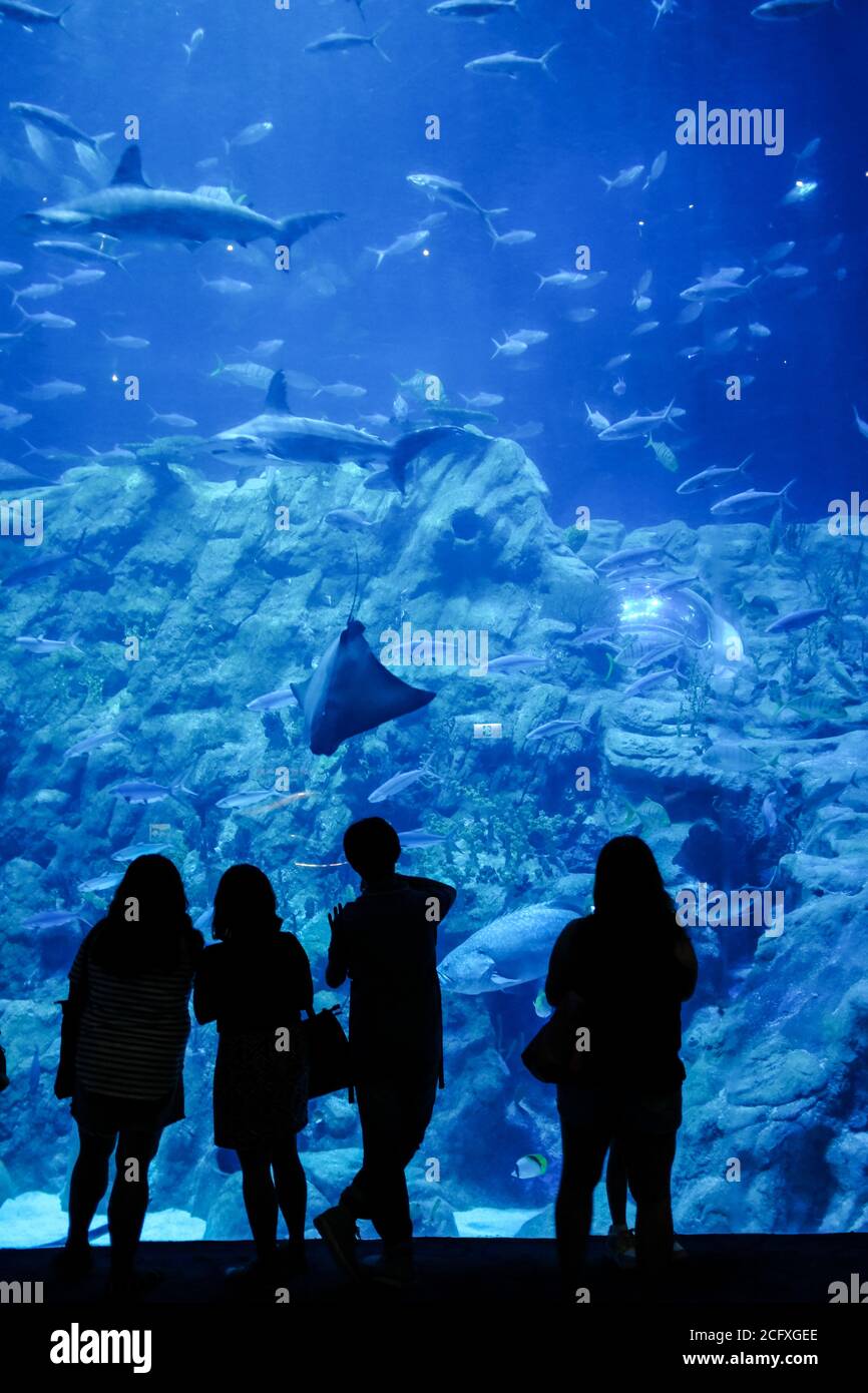 A group of tourists are silhoutted against a large aquarium at Ocean Park, Hong Kong. Stock Photo