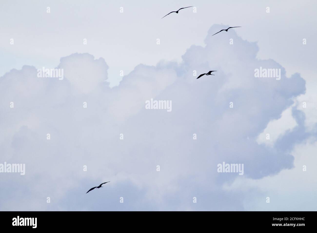 Birds flying near the clouds in the sky Stock Photo - Alamy