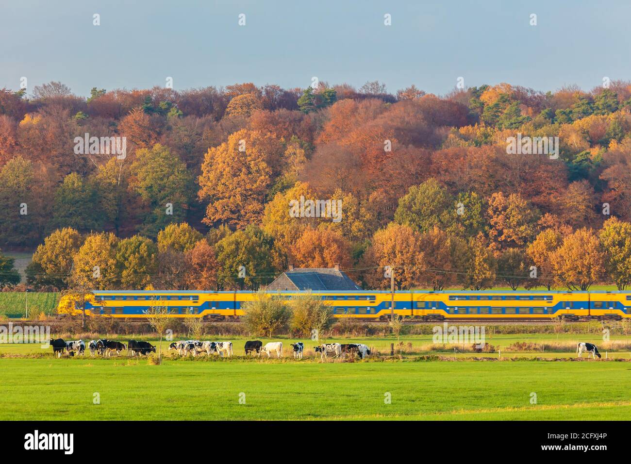 Autumn view of Dutch national park The Veluwezoom with a train passing by and cows in front Stock Photo