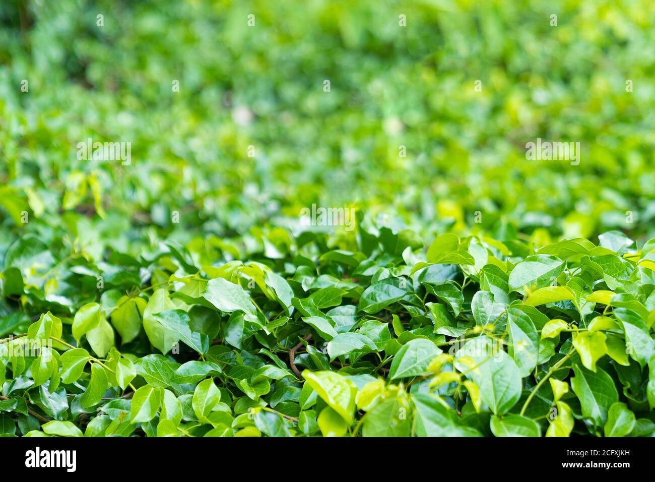 Close up. Tropical green leaf plant background. Stock Photo
