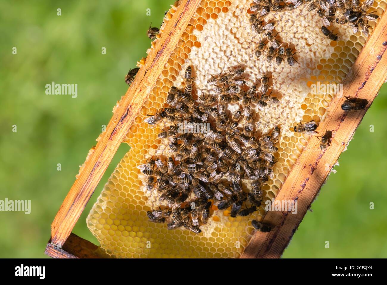 Beehive Cell High Resolution Stock Photography and Images - Alamy