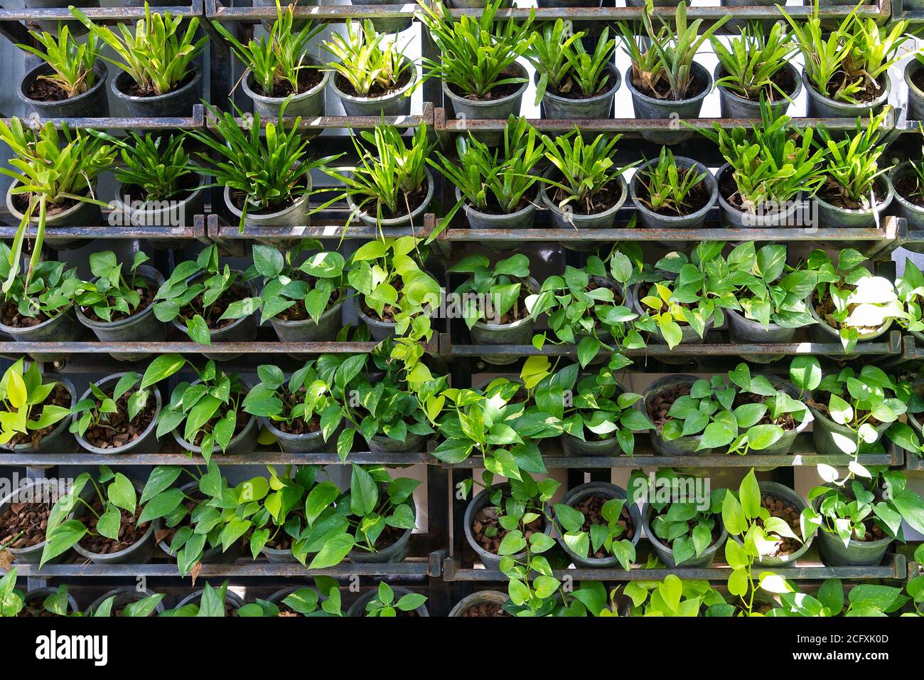 Close up. Tropical green leaf plant wall background Stock Photo - Alamy