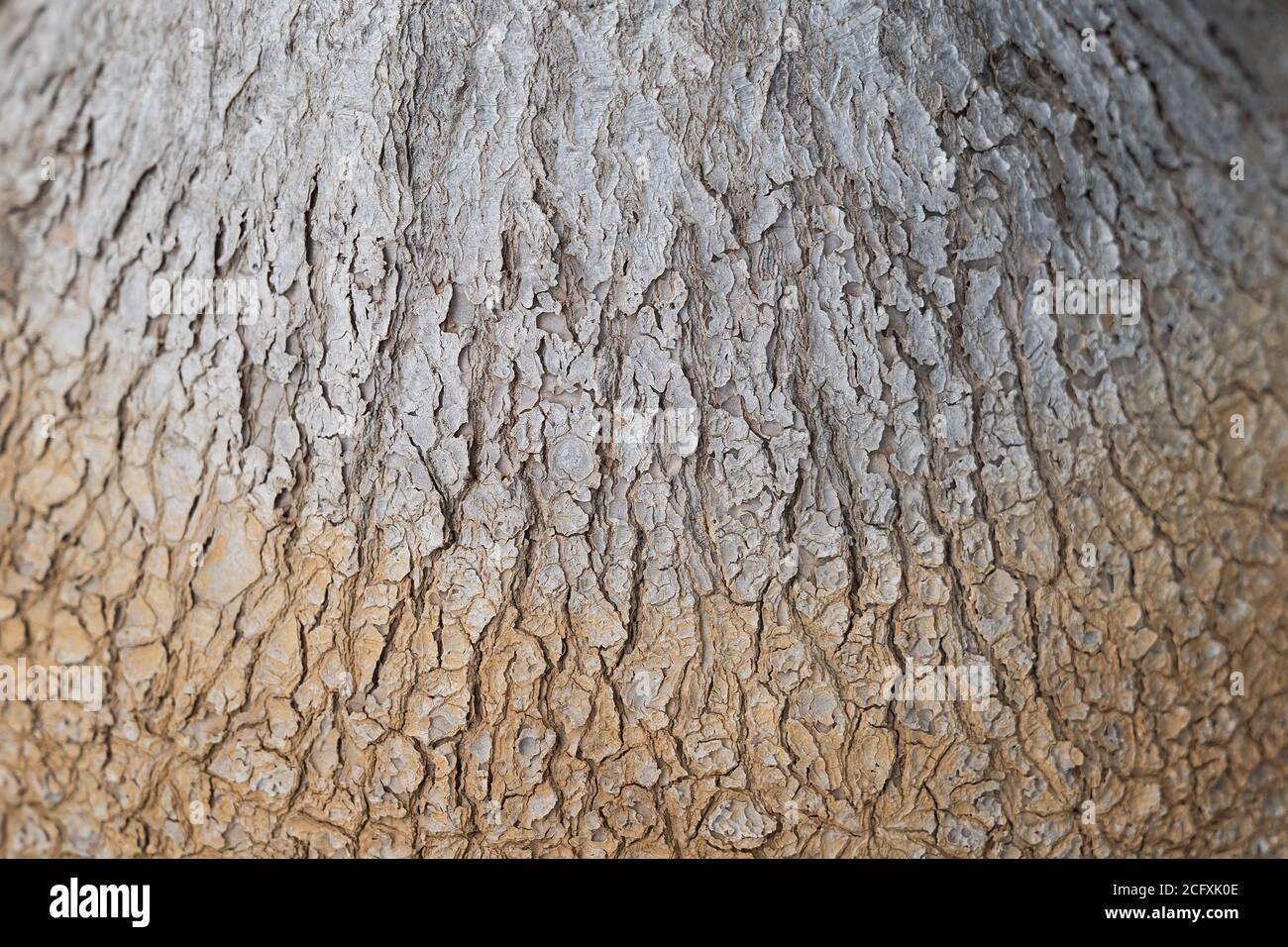 Close up. Natural root texture background material. Old Wood Tree Background Pattern. Dry tree bark. Stock Photo