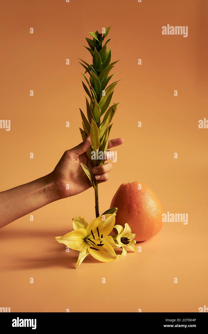 Hand holding half orange hi-res stock photography and images - Alamy