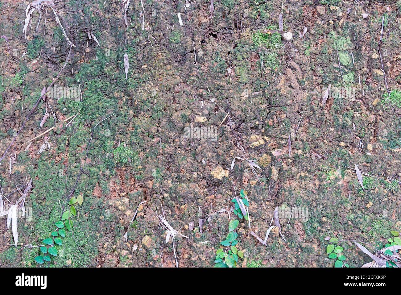 The pristine nature of Asia. Soil, mosses, and plants on the surface of the tropical. Nature wall texture, background image, close up. Stock Photo