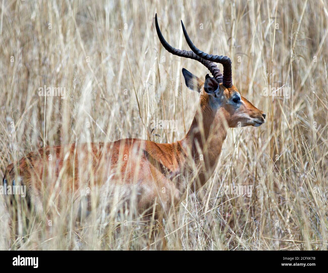 Thomsons Gazelle partially hidden i the long dry grass on the Masai ...
