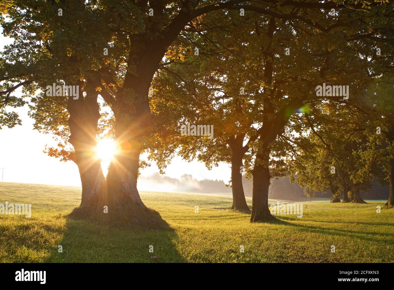 geography / travel, Germany, Bavaria, Hoher Peissenberg, oak in the morning light, Hoher Peissenberg, Additional-Rights-Clearance-Info-Not-Available Stock Photo