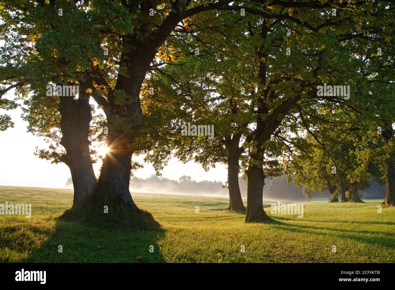 geography / travel, Germany, Bavaria, Hoher Peissenberg, oak in the morning light, Hoher Peissenberg, Additional-Rights-Clearance-Info-Not-Available Stock Photo