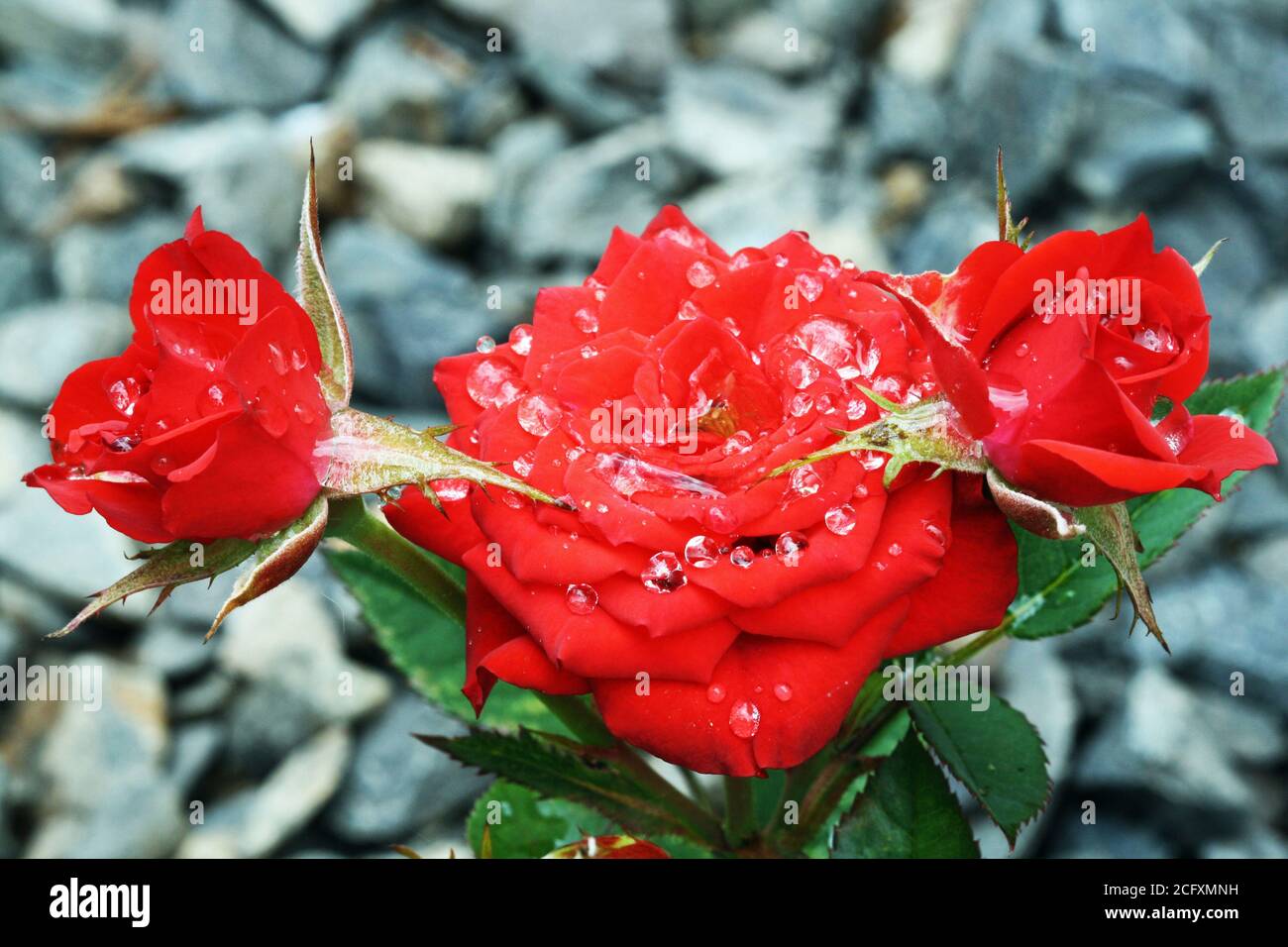 Rosiden rose hi-res stock photography and images - Alamy