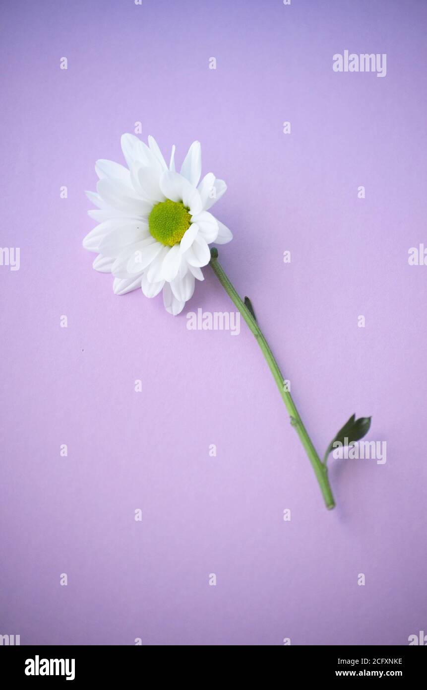 Close up of white chrysanthemum flower on a pastel violet background - chrysanth Stock Photo