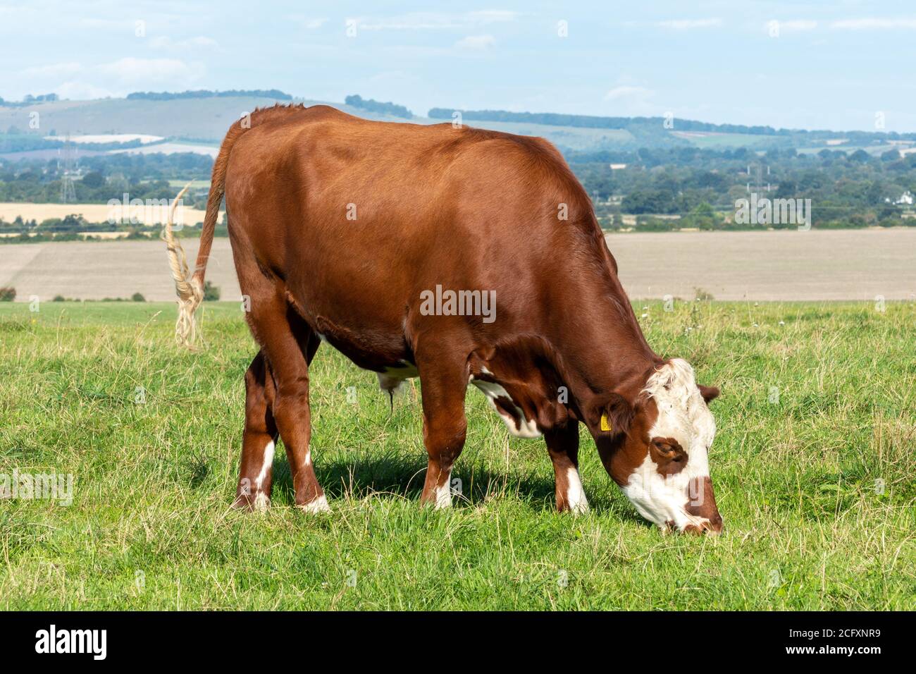 Hereford crossbred beef steer, a brown and white cow grazing in a field Stock Photo