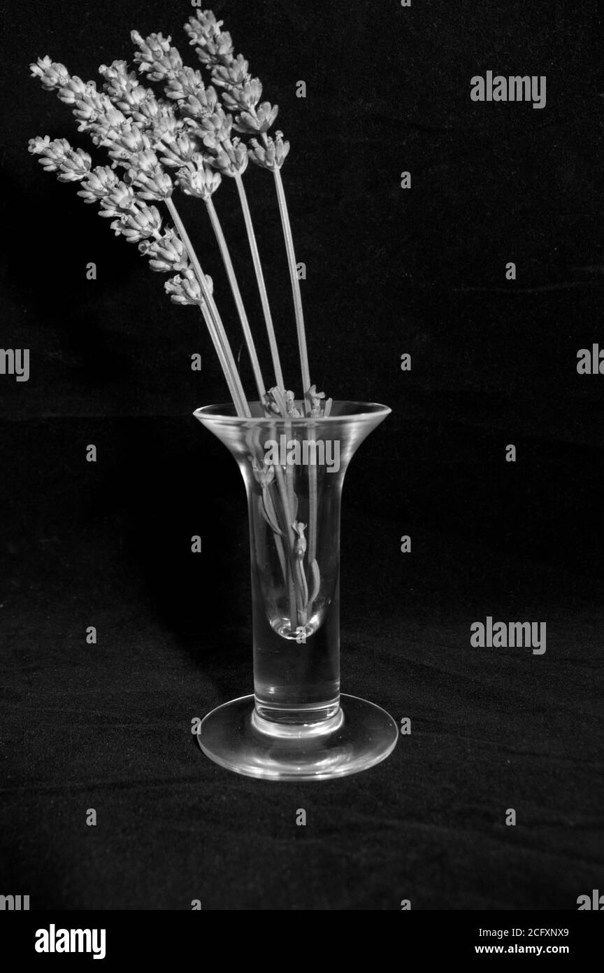 Lavender against a black background Stock Photo