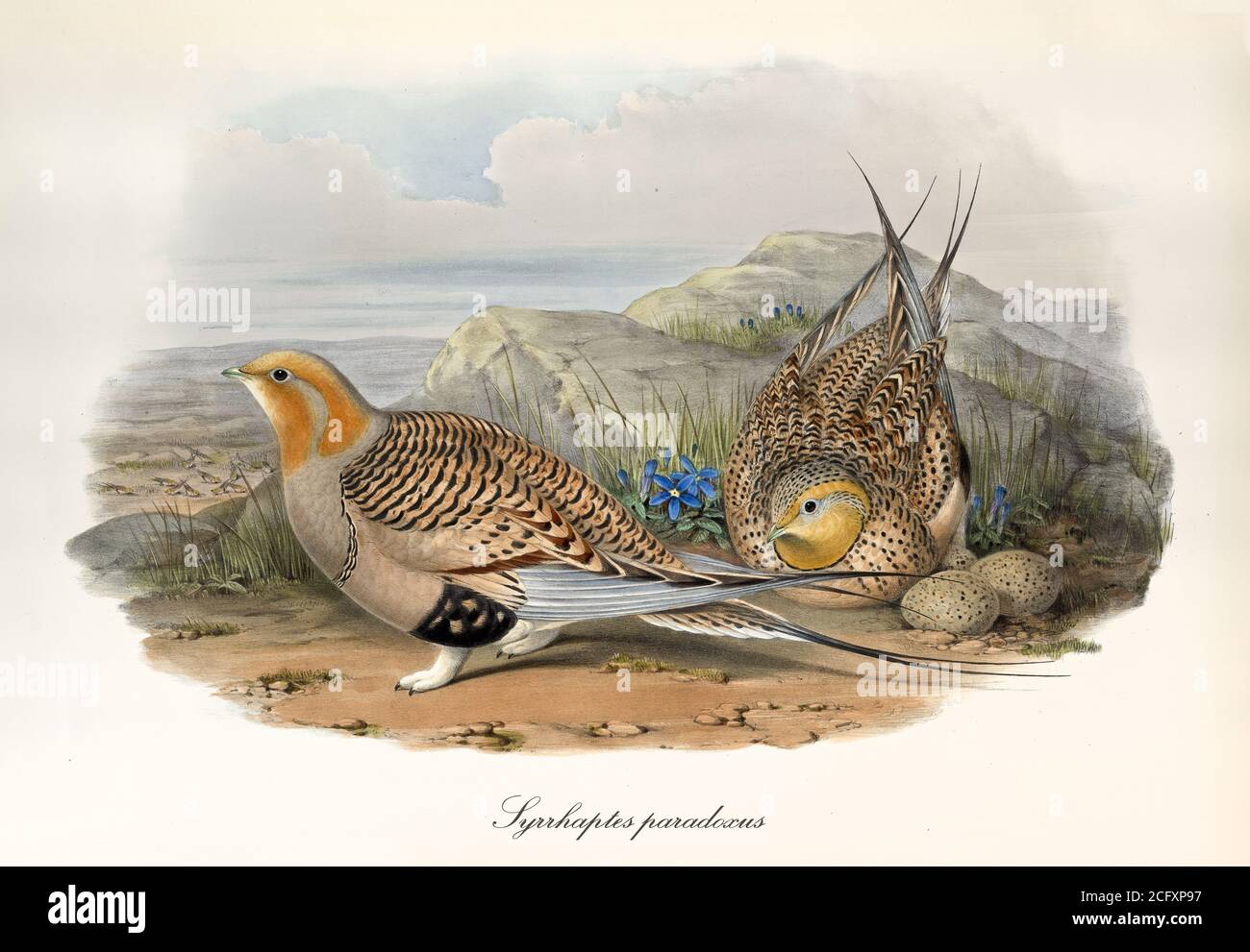 Couple of partridges guarding their eggs on a rocky ground. Vintage art of Pallas's sandgrouse (Syrrhaptes paradoxus). By John Gould London 1862-1873” Stock Photo