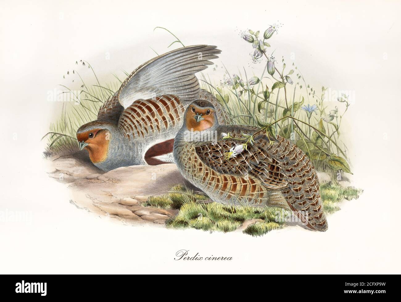 'Gray partridge brown streaked and its partner hided in the grass. Vintage style art of Grey Partridge (Perdix perdix). By John Gould 1862 – 1873” Stock Photo