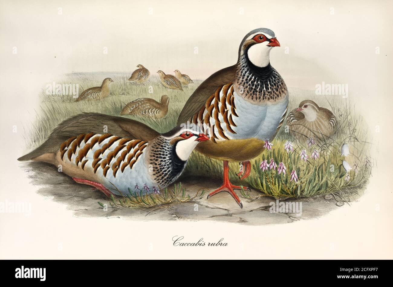 Couple of partridges and other exemplars the grass. Vintage style art of Red-Legged Patridge (Alectoris rufa). By John Gould London 1862 – 1873 Stock Photo