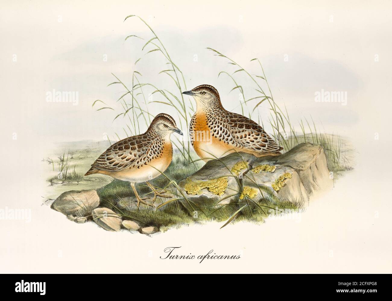 Two button quails outdoor on a rocky ground with grass. Vintage style art of Common Buttonquail (Turnix sylvaticus). By John Gould London 1862 – 1873 Stock Photo
