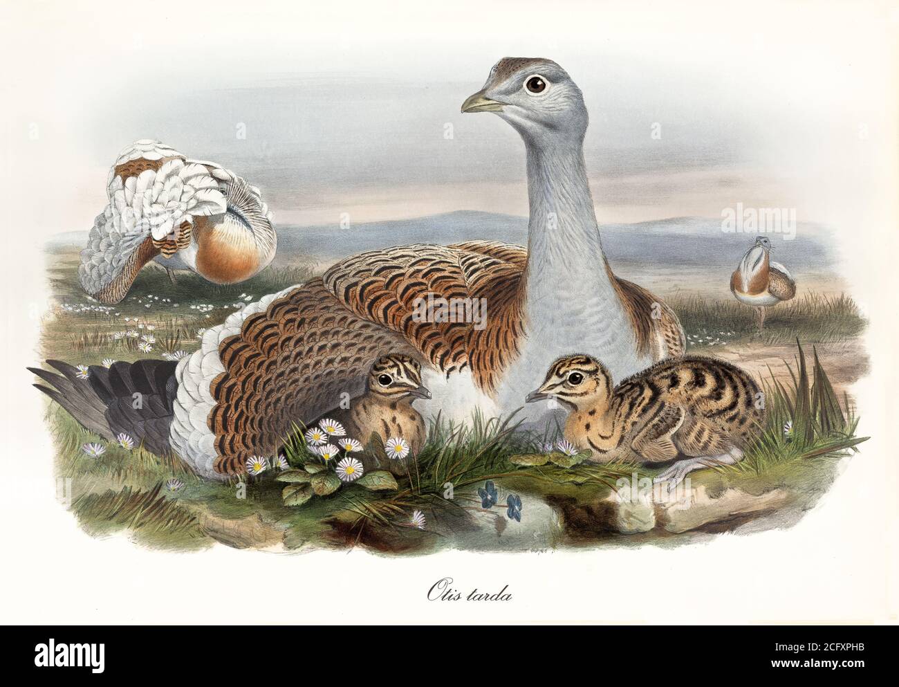 Great bustard crouched to protect its children in the grass. Vintage style art of Great Bustard (Otis tarda). By John Gould publ. In London 1862-1873 Stock Photo