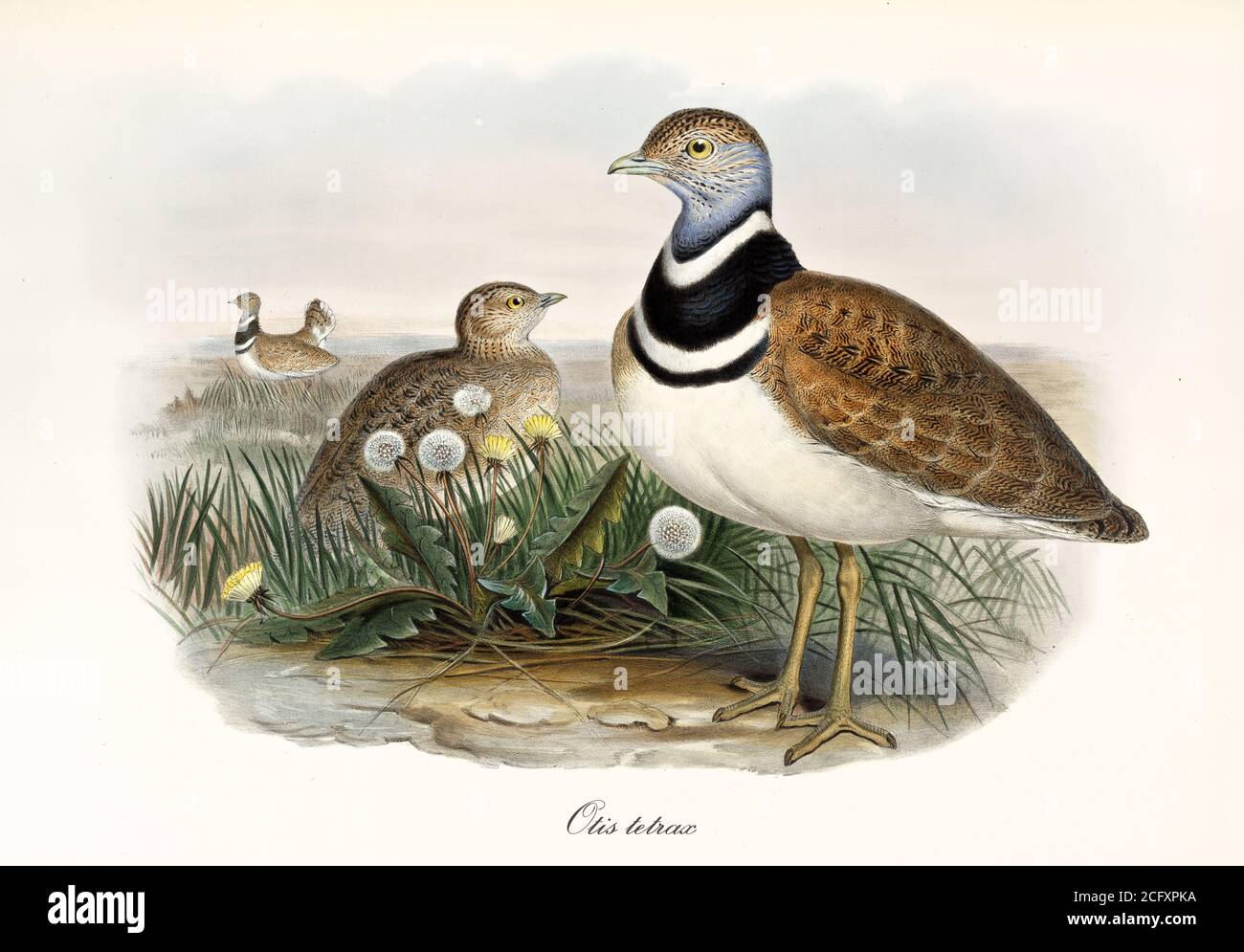 'Two little bustards on a grassy ground looking all around. Vintage style art of Little Bustard (Tetrax tetrax). By John Gould London 1862 – 1873' Stock Photo