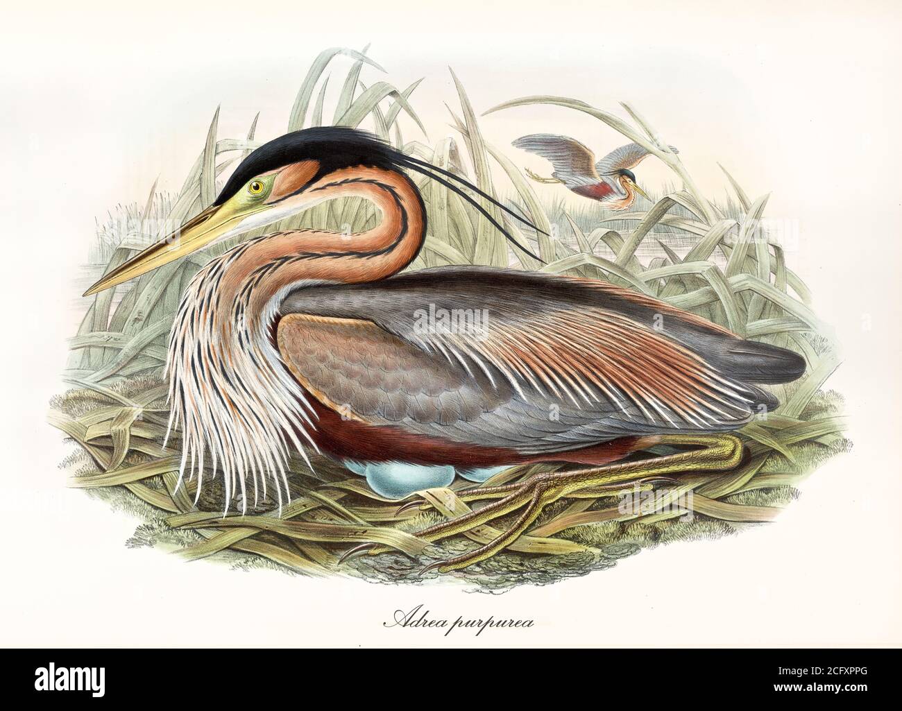 Heron brooding hidden in the high grass near to a pond. Vintage style art of Purple Heron (Ardea purpurea). By John Gould publ. In London 1862 – 1873 Stock Photo