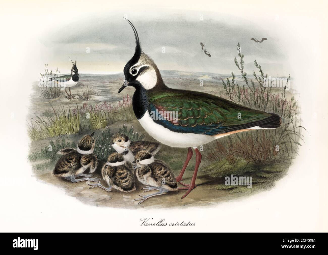 "Northern Lapwing (Vanellus vanellus). Colorful bird and children on the ground surrounded by acquatic vegetation. Art by John Gould London 1862-1873" Stock Photo