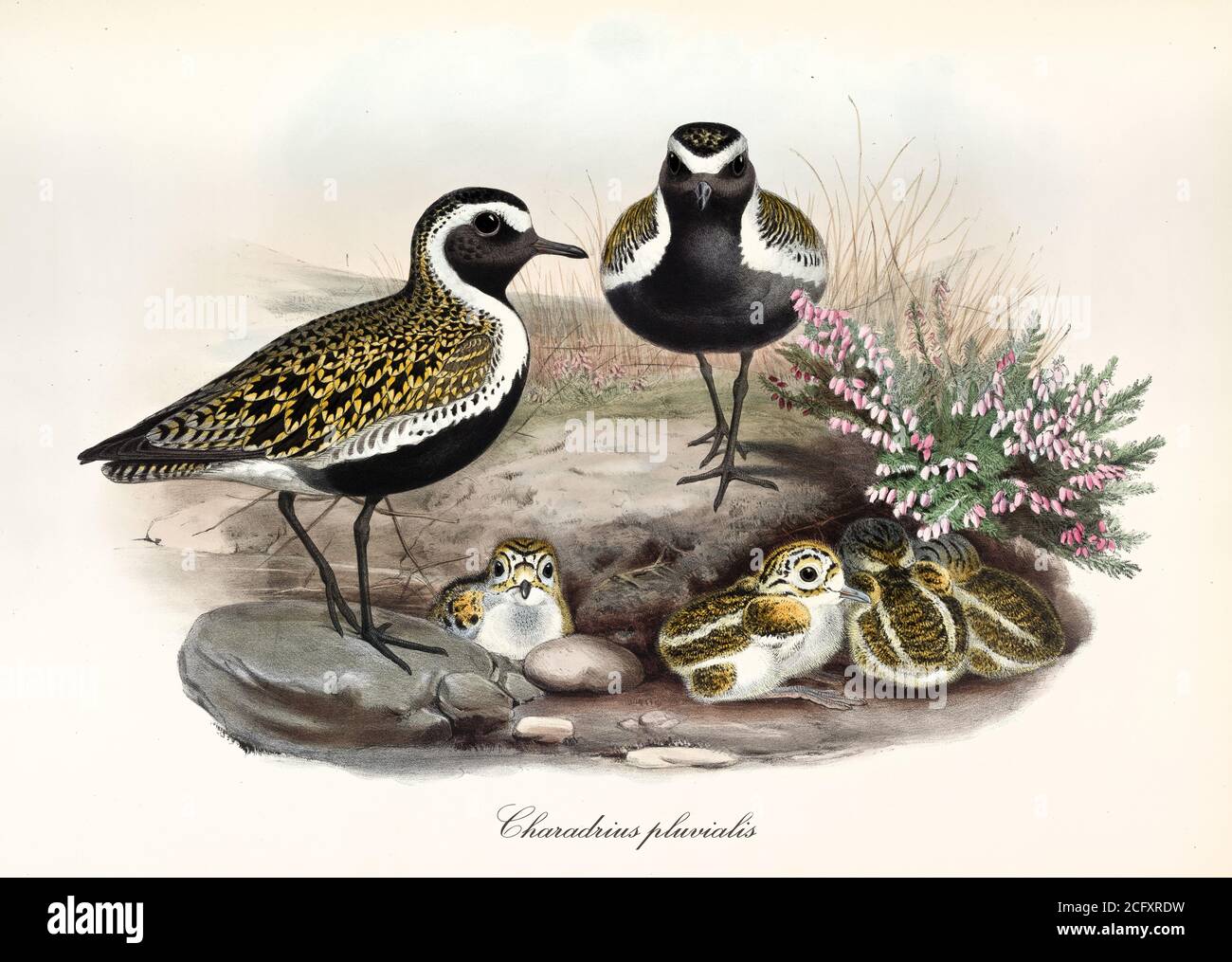 'Family of Eurasian Golden Plover birds (Pluvialis apricaria) overseeing their children nesting in the ground. Art by John Gould. London 1862-1873' Stock Photo