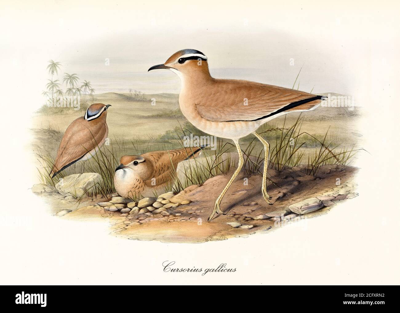 'Brownish slender birds called Cream-Coloured Courser (Cursorius cursor) resting on the ground. Detailed vintage art by John Gould London 1862-1873” Stock Photo