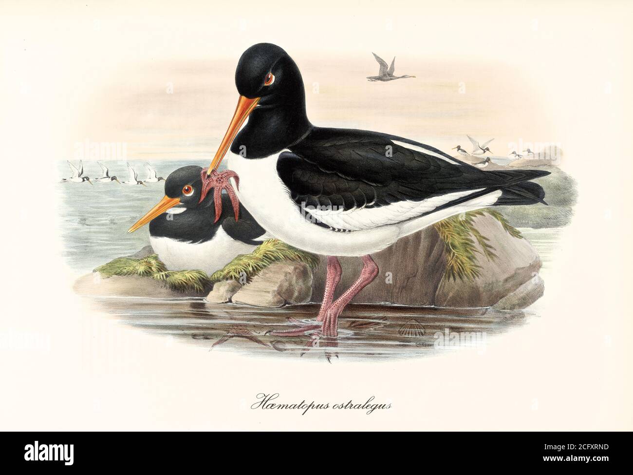Eurasian Oystercatcher (Haematopus ostralegus) bird catching a starfish to feed keeping legs in the water. Vintage art by John Gould London 1862-1873 Stock Photo
