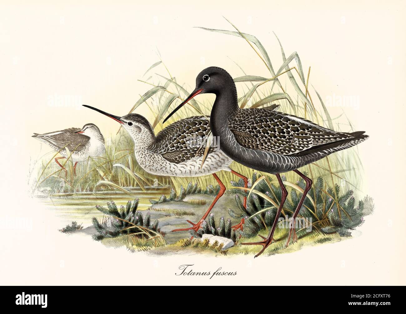 'Two Spotted Redshank (Tringa erythropus) birds in high aquatic vegetation close to a body water. Detailed vintage art by John Gould London 1862–1873' Stock Photo