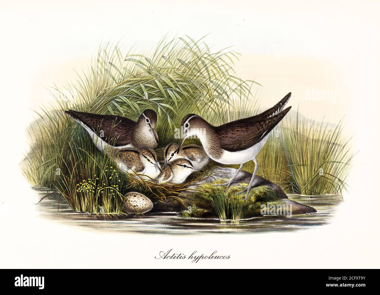 'Family of Common Sandpiper (Actitis hypoleucos) bird making nest protected by high grass on the shore of a pond. Art by John Gould London 1862-1873' Stock Photo