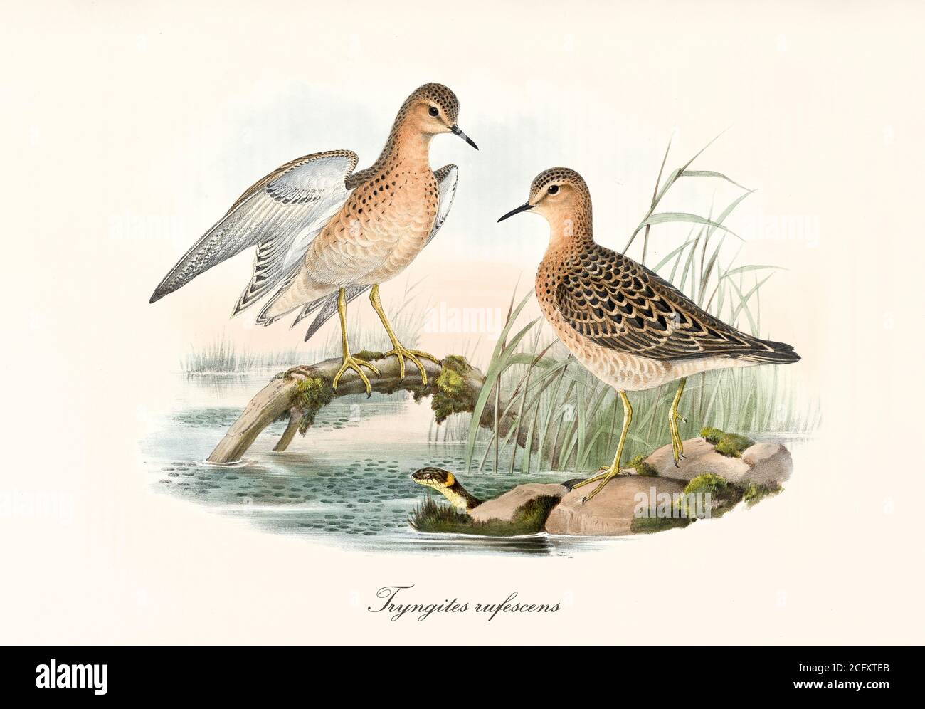 'Couple of Buff-Breasted Sandpiper (Calidris subruficollis) birds on aquatic context posing with spreading wings. Art by John Gould London 1862-1873” Stock Photo