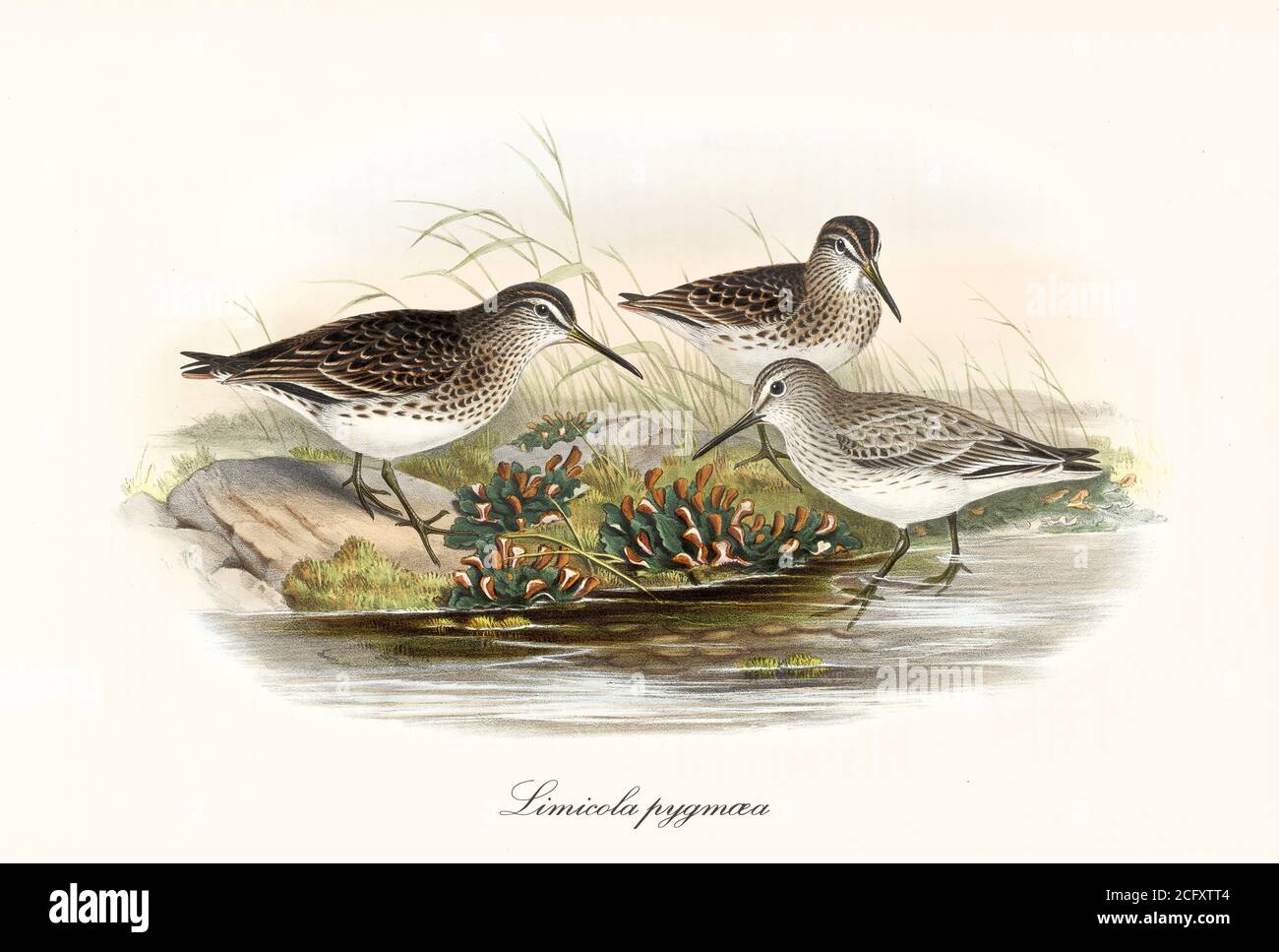 Broad-Billed Sandpiper (Calidris falcinellus) birds with greyish black dotted plumage on a shore close to water. Art by John Gould In London 1862-1873 Stock Photo