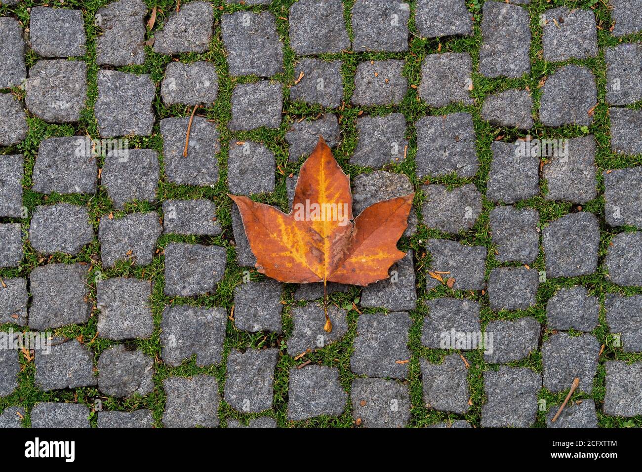 Orange maple leaf lies on the paving stones. Autumn in a city Stock ...