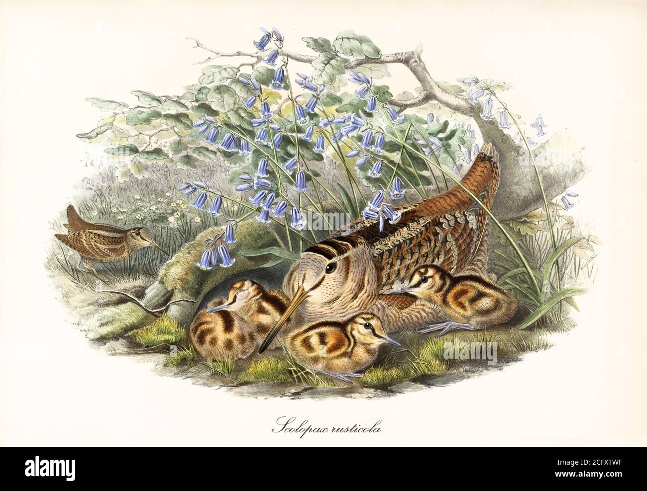 'Eurasian Woodcock (Scolopax rusticola) bird hided in vegetation to protect children near to another exemplar. Art by John Gould London 1862-1873' Stock Photo