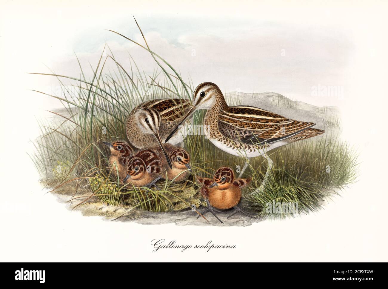 Couple of Common Snipe (Gallinago gallinago) birds nesting in high grass with children. Detailed vintage watercolor art by John Gould London 1862-1873 Stock Photo