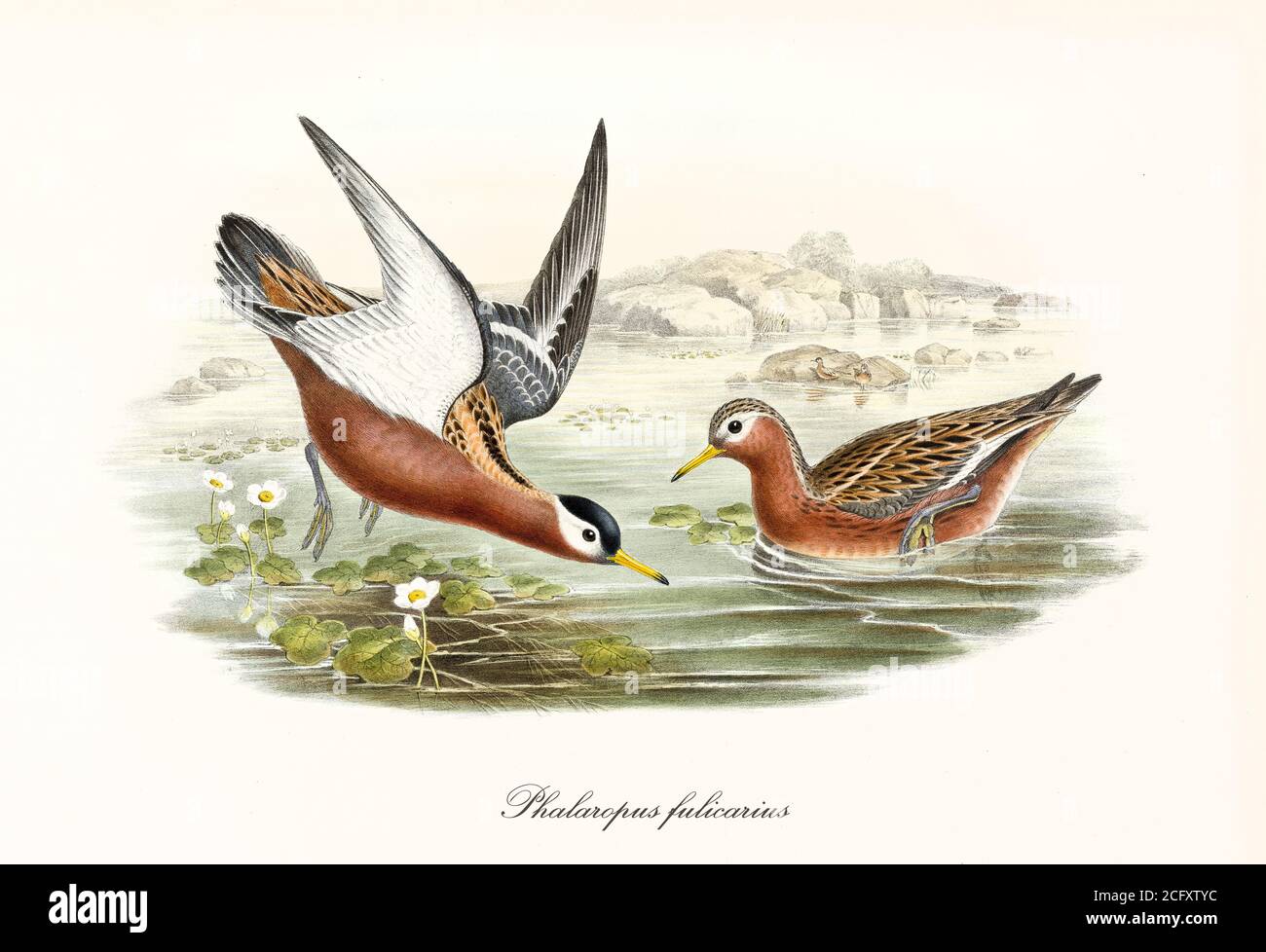 'Couple of Red Phalarope (Phalaropus fulicarius) birds in summer plumage, crouched in water and flying. Detailed art by John Gould London 1862-1873” Stock Photo