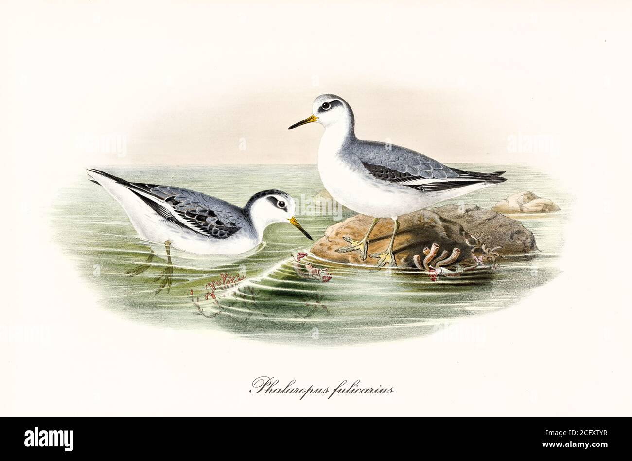 'Couple of Red Phalarope (Phalaropus fulicarius) grey and white winter plumaged birds. On little rock and in the rough water. By John Gould 1862-1873' Stock Photo