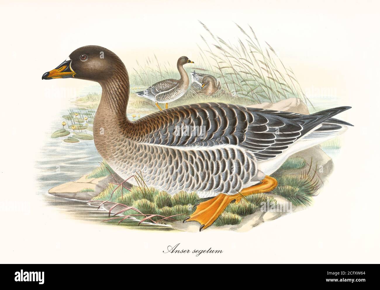 'Bean Goose (Anser fabalis) multicolored brown tones plumaged birds profile view, crouched in aquatic vegetation. Art by John Gould London 1862–1873' Stock Photo