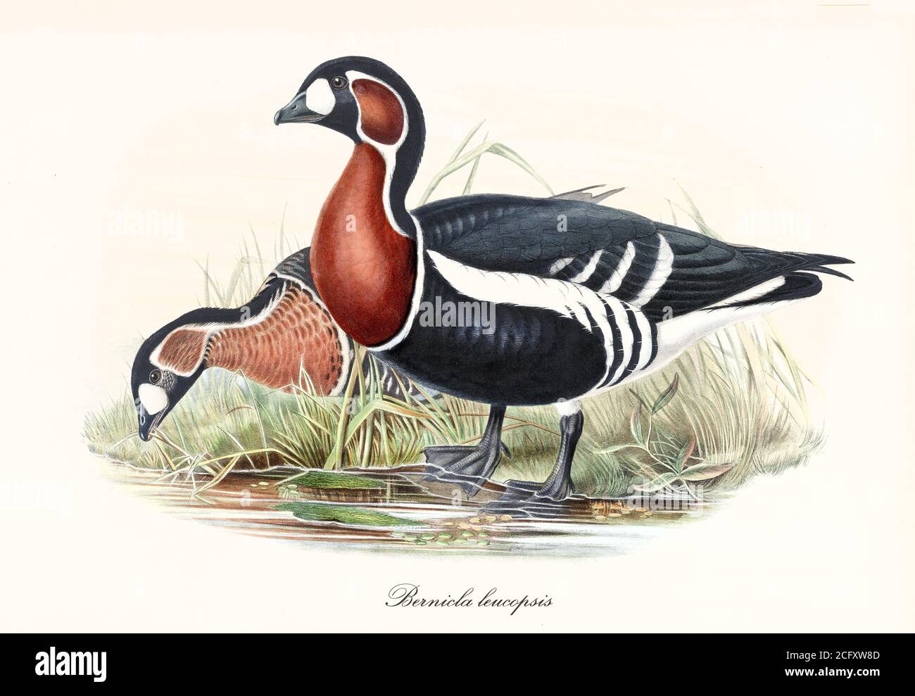 'Red-Breasted Goose (Branta ruficollis) black and white plumaged bird profile posing, red neck and webbed paws. Art by John Gould London 1862-1873” Stock Photo