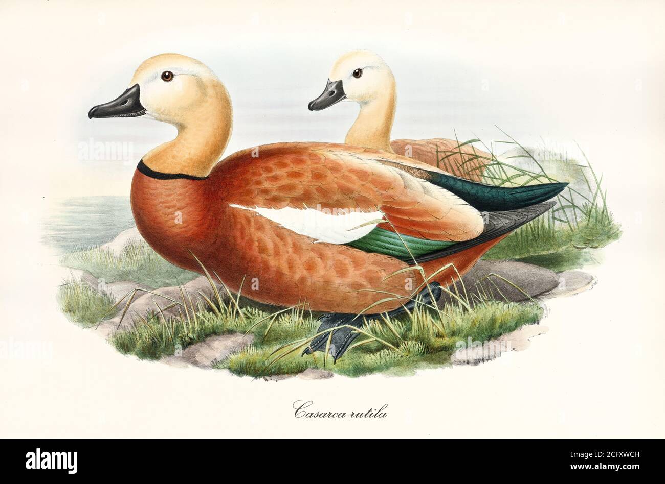 Ruddy Shelduck (Tadorna ferruginea) birds multicolor orange tones plumaged and black beak. Both looking toward sea. Art by John Gould London 1862-1873 Stock Photo