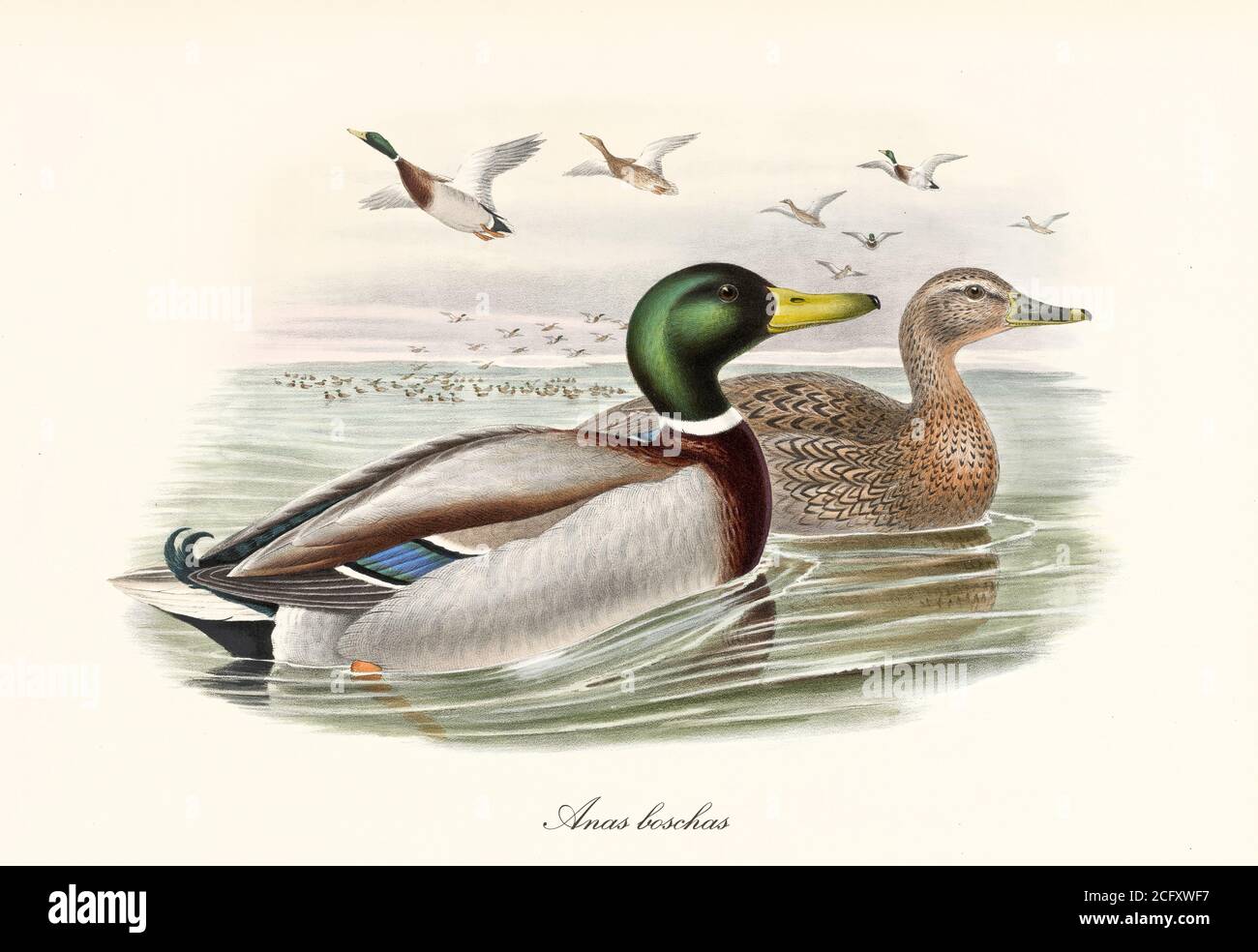 Mallard (Anas platyrhynchos) aquatic bird swimming to right with another exemplar while a flock flyes not too far. Art by John Gould London 1862-1873 Stock Photo
