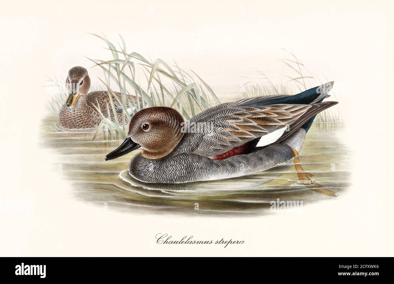 'Aquatic bird Gadwall (Mareca strepera) profile swimming in pond water with another one not far away. Vintage art by John Gould London 1862-1873' Stock Photo