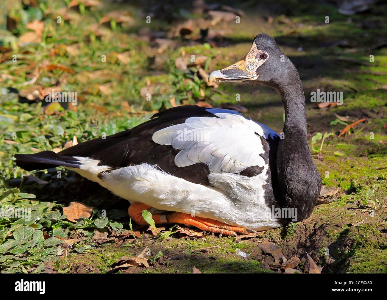 Magpie Goose (anseranus semipalmata) Stock Photo