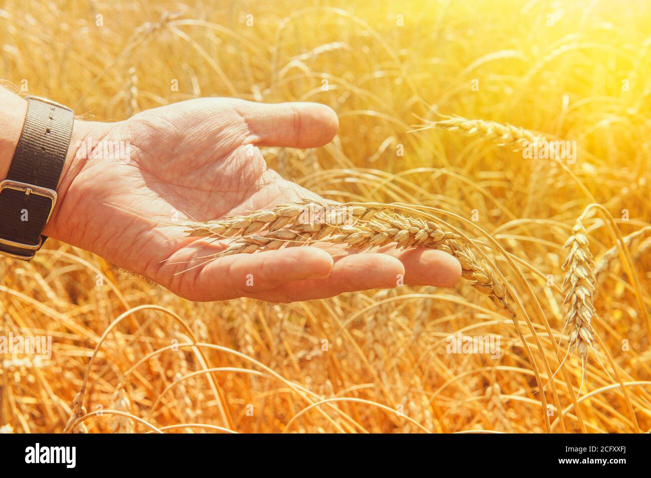 Wheat ears in man's hands. Harvest, harvesting concept, Young farmer in field touching his wheat ears. Crop protection. Cultivated agricultural wheat Stock Photo