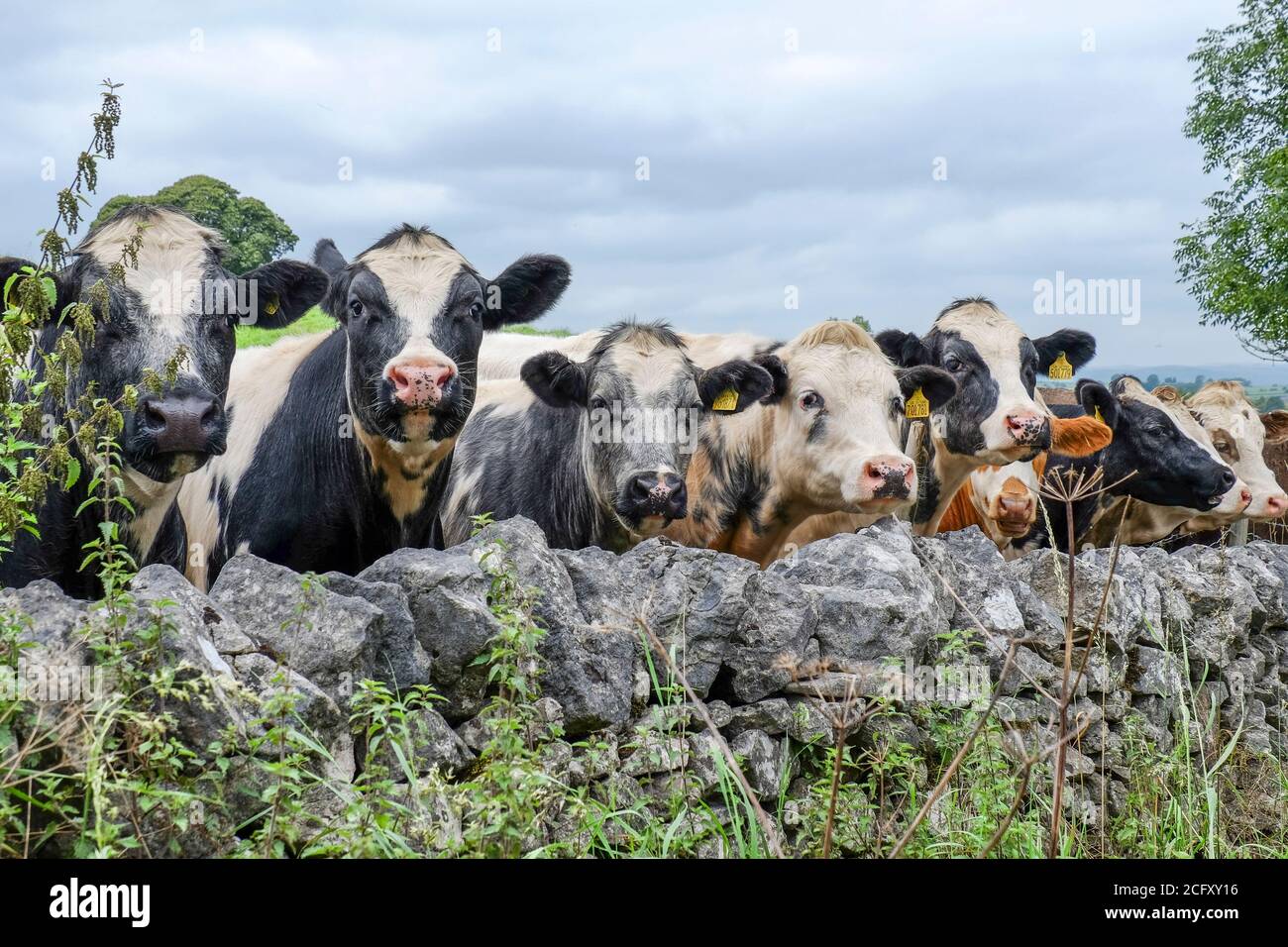A group of interested cows gaze over stone-walling near the Derbyshire village of Brassington. Stock Photo