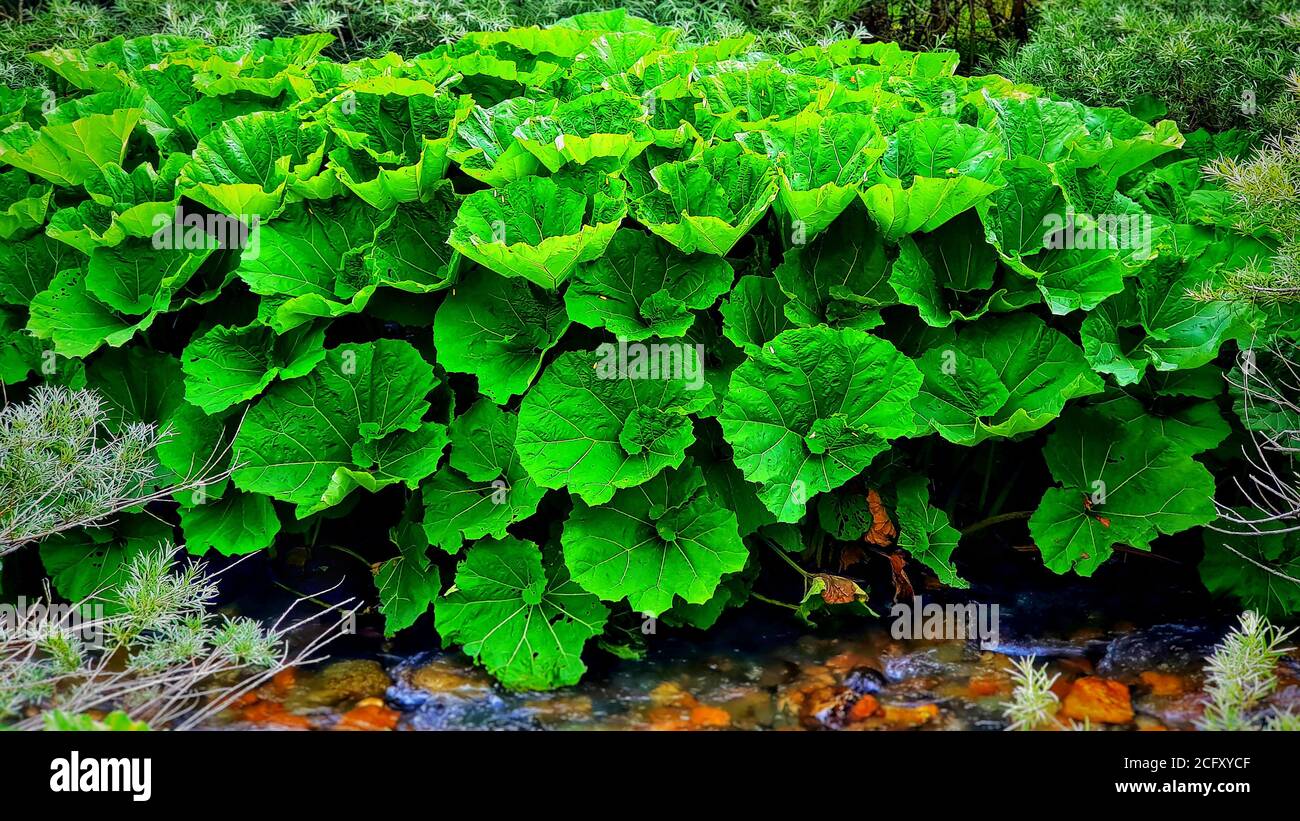The butterbur, herbaceous perennial flowering plant - Petasites hybridus Stock Photo