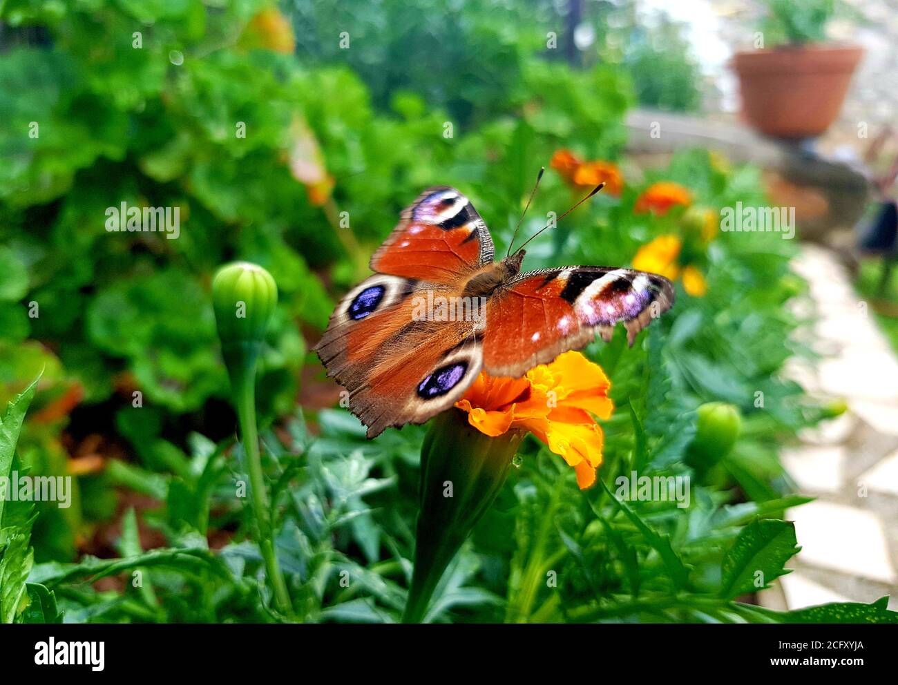 European peacock butterfly - Aglais io Stock Photo